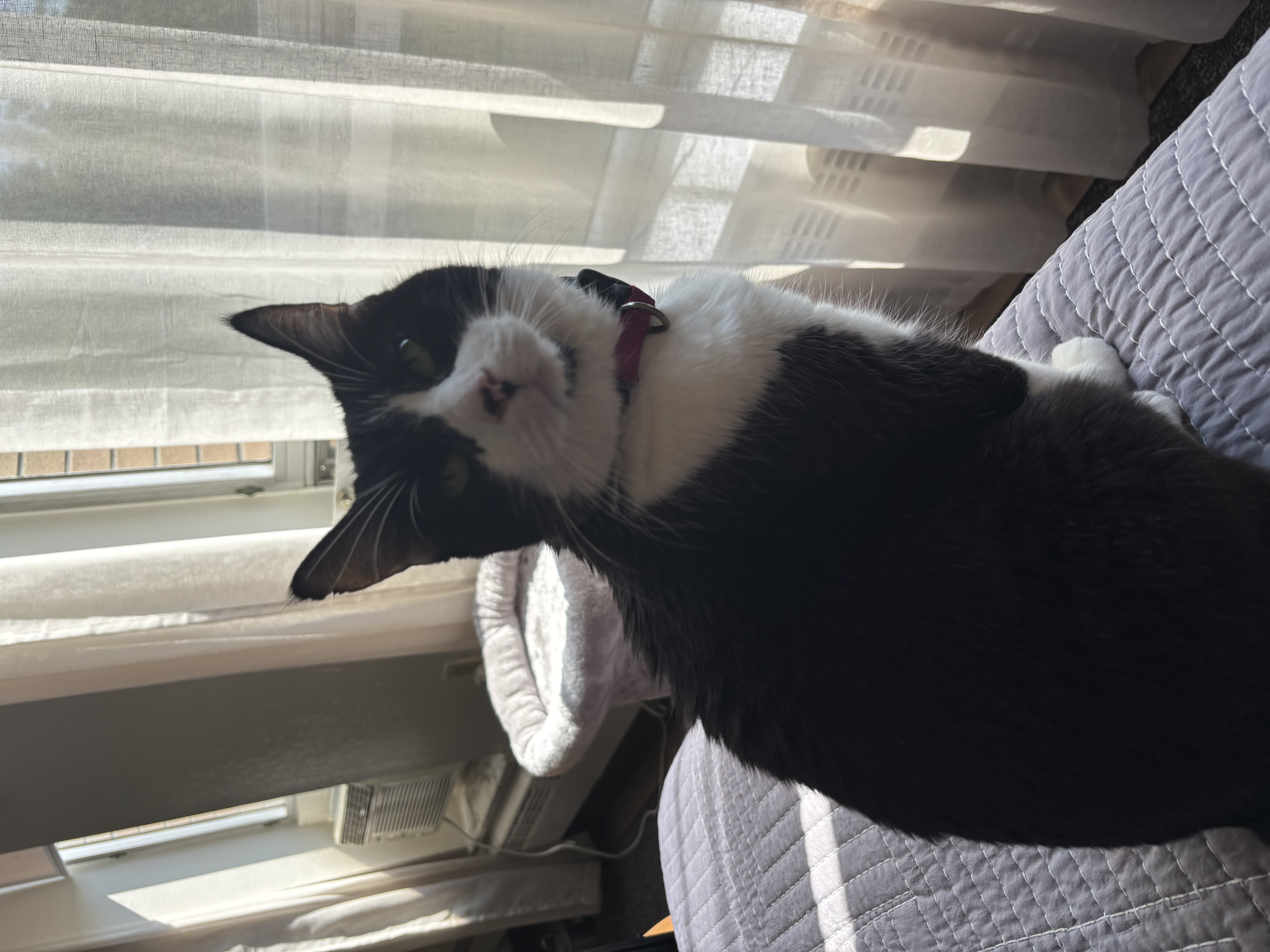 Sami in a sunbeam