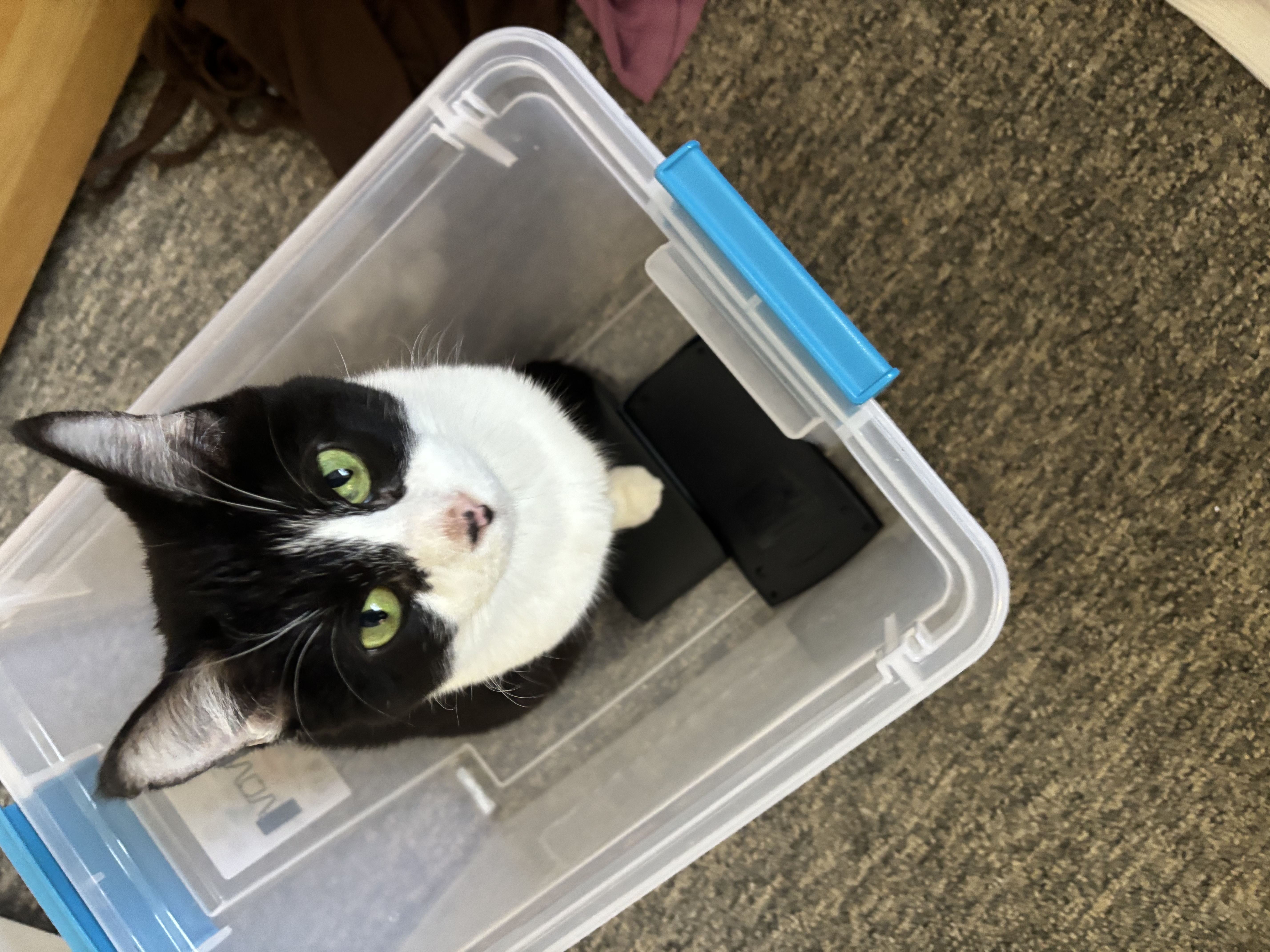 Sami in a storage bin